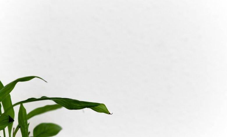 mobilecreativeorg s impactful growth